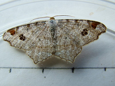Peacock Moth